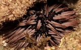 Echinometra mathaei oursin-crayon Nouvelle-Calédonie burrowing urchin New Caledonia