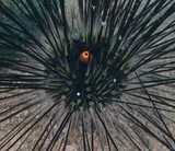 Diadema setosum porcupine sea urchin Diadem New Caledonia marine fauna identification