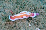 Noumea Norba Opisthobranche nudibranche Nouvelle-Calédonie 