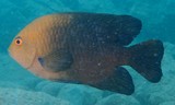 Hemiglyphidodon plagiometopon Giant farmer fish New Caledonia