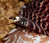 Pacific patridge tun shell New Caledonia lagoon reef description mollusq
