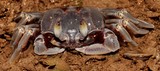 Ocypode cordimanus ​Crabe fantôme à pince lisse Nouvelle-Calédonie