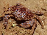 Zosimus aeneus crabe mortel Nouvelle-Calédonie poison violent danger