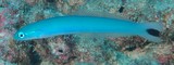 Ptereleotris heteroptera Poisson-flêchette à queue tachée Nouvelle-Calédonie