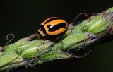 Micraspis frenata Striped Ladybird Beetle New Caledonia light orange-brown in colour