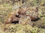 Parascorpaena mossambica Golden scorpionfish New Caledonia