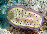 Goniobranchus kuniei Doris de Kunié nudibranche limace de mer Nouvelle-Calédonie chromodoris