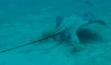 Himantura fai Raie fouet Nouvelle-Caléodonie image plongée sous-marine