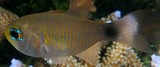 Taeniamia macroptera Dusky-tailed cardinalfish New Caledonia fish collection Kurtiformes