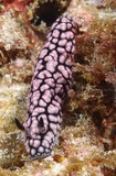 Phyllidiella pustulosa Phyllidie pustuleuse Nouvelle-Calédonie Nudibranche limace de mer