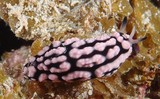 Phyllidiella pustulosa vesicular sea slug New Caledonia rhinophores