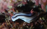 Chromodoris lochi colorful sea slug dorid nudibranch marine gastropod mollusk New Caledonia