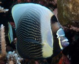 Chaetodon reticulatus Mailed butterflyfish Reticulated butterflyfish New Caledonia fish lagoon reef aquarium