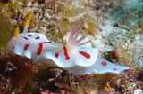 Verconia Noumea catalai colourful sea slug dorid nudibranch New Caledonia endemiq species