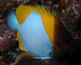 Hemitaurichthys polylepis Poisson-papillon pyramide jaune Nouvelle-Calédonie lagon récif aquarium