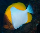 Hemitaurichthys polylepis Pyramid butterflyfish New Caledonia aquarium scuba diving