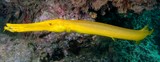 Aulostomus chinensis Chinese trumpetfish New Caledonia Yellow fish lagoon
