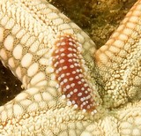 Asterophilia carlae Carla`s scale worm New Caledonia