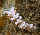 Phyllodesmium magnum sea slug aolid nudibranch marine gastropod mollusk New Caledonia