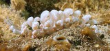 Phyllodesmium magnum nudibranche Nouvelle-Calédonie limace de mer