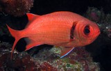 Myripristis kuntee Epaulette soldierfish New Caledonia Body red dorsally