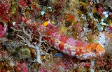 Synodus rubromarmoratus Redmarbled lizardfish New Caledonia body mottled with red