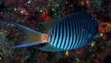 Genicanthus melanospilos Swallowtail angelfish male New Caledonia fish identification