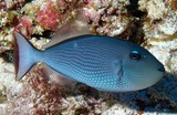 Xanthichthys auromarginatus Gilded triggerfish female New Caledonia scuba diving