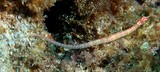 Corythoichthys nigripectus poisson-aiguille à poitrail noir Syngnathe Nouvelle-Calédonie