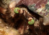 Dardanus deformis Pale Anemone Hermit Crabs New Caledonia green eyes
