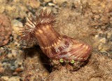 Dardanus deformis Calliactis polypus anemon shell New Caledonia