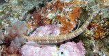 Corythoichthys ocellatus Orange-spotted pipefish New Caledonia seahorses
