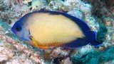 Centropyge bispinosa Bellezza dei coralli rossa e blu Pez angel belleza coralina Nouvelle-Calédonie