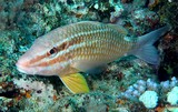 Parupeneus ciliatus whitesaddle goatfish New Caledonia fish lagoon