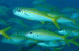 Mulloidichthys vanicolensis Yellowfin goatfish Goldstripe New Caledonia fish collection biodiversity