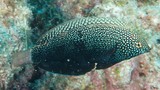 Macropharyngodon negrosensis Yellowspotted wrasse New Caledonia fish lagoon