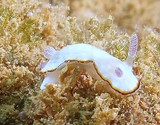 Goniobranchus preciosus Chromodoris preciosa colorful sea slug dorid nudibranch New Caledonia