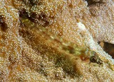 Ucla xenogrammus Long-jaw Largemouth threefin New Caledonia fish identification