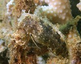 Petroscirtes mitratus Blennie mitrée Blennechis à dorsale élevée Nouvelle-Calédonie couleur brun vert