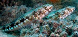 Synodus binotatus Two-spot lizard fish New Caledonia fish identification tools