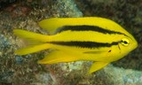 Neoglyphidodon nigroris Black and yellow damsel Scarface New Caledonia fish identification lagoon