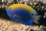 Pomacentrus Vaiuli Demoiselle à points bleus Nouvelle-Calédonie poisson du lagon