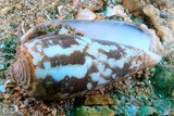 Conus striatus cone strié Nouvelle-Calédonie piscivore piqûre mortelle venimeux danger