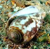 Conus striatus cone strié Nouvelle-Calédonie espèce marine mortelle