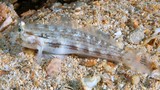 Gnatholepis cauerensis Bridled goby Cauer eye-bar New Caledonia diving aquarium fish