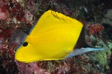 Forcipiger flavissimus Poisson-pincette jaune Nouvelle-Calédonie