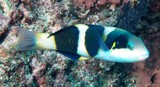 Thalassoma nigrofasciatum Girelle à quatre bandes noires Nouvelle-Calédonie poisson identification
