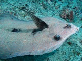 Bothus mancus Flowery flounder Manyray flatfish New Caledonia biodiversity marine fauna