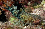 Saurida gracilis Gracile Graceful lizardfish New Caledonia reef lagoon sucba diving