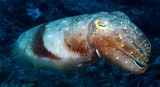 Sepia latimanus Broadclub cuttlefish New Caledonia biodiversity marine fauna